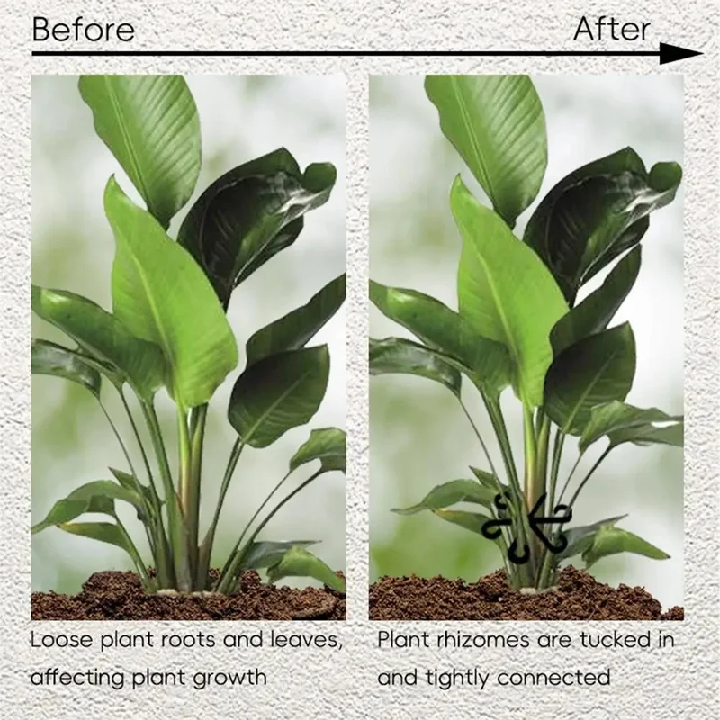 Alocasia Monstera Yaprak Deste - Vine Climbing Plastic incelemesi ve fiyatı